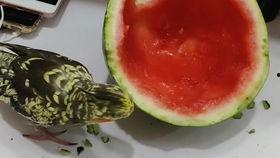 瓜萎干怎么吃,养生保健的天然良药