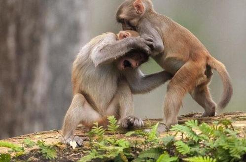 母猴吃瓜公猴图片,公猴相伴侧畔