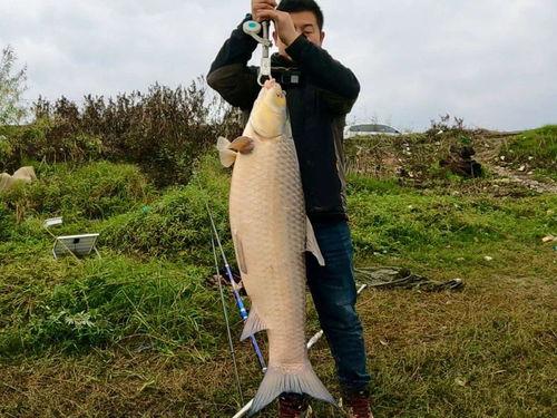 钓鱼头条,揭秘钓鱼技巧与最新动态