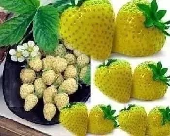 带你吃瓜奇葩蔬菜造型,带你探索奇葩蔬菜造型大赏