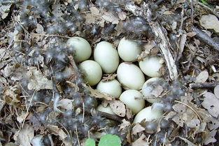 梦见我吃鸭瓜,揭秘“我吃鸭瓜”的神秘寓意