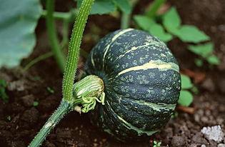 娱乐吃瓜酱的作品嗅觉